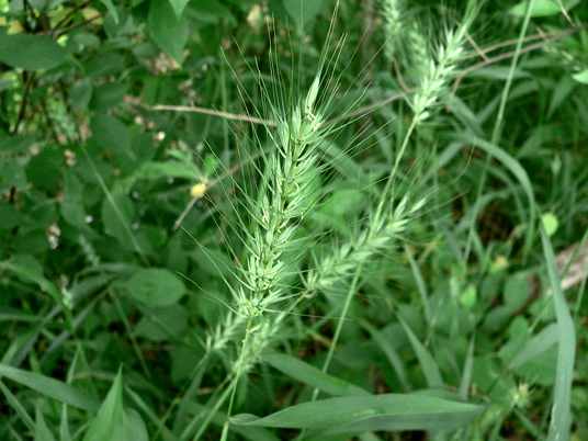 {Elymus glabriflorus}